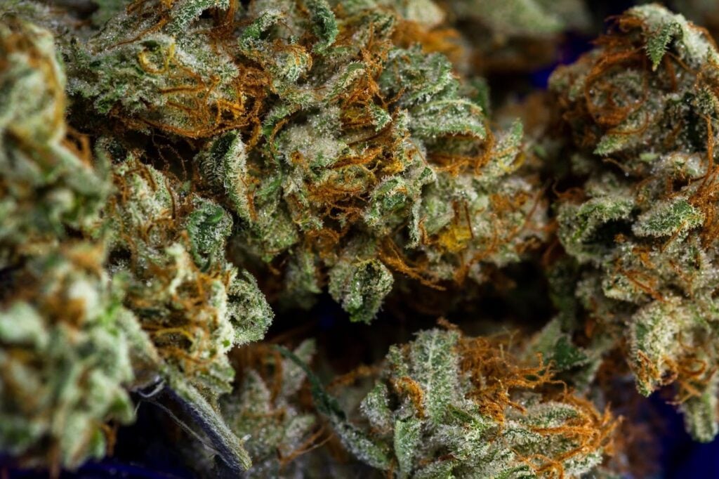 how-to-find-my-perfect-weed-strain